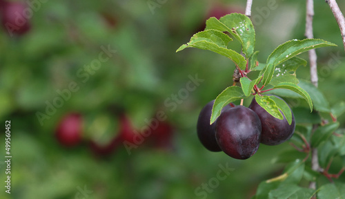 Wild plum fruits.