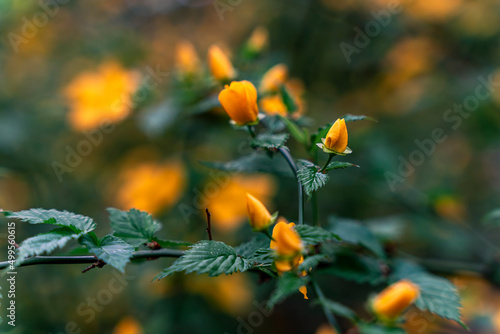 Beautiful yellow small flowers. Background art Photography. Background blurry high quality photos 