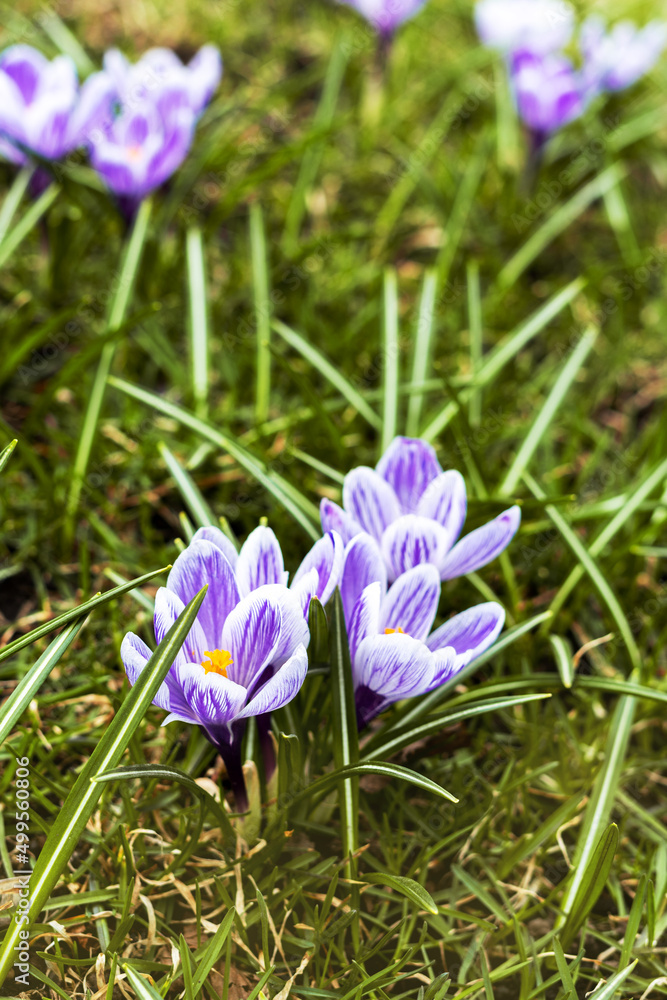 Purple blooming crocuses in a clearing closeup. Beautiful flowers in a flowerbed in the park Purple blooming crocuses in a clearing closeup. Beautiful flowers in a flowerbed in the park