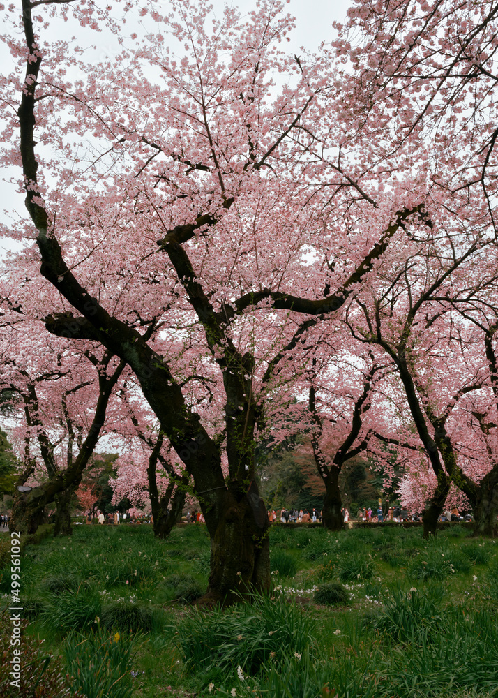 Wonderful spring season nature background Photography cherry blossom and new grass pink, green colour park in Japan Shijaku gyouen. Japanese Sakura Season Wonderful spring season nature background Photography cherry blossom and new grass pink, green colour park in Japan Shijaku gyouen. Japanese Sakura Season