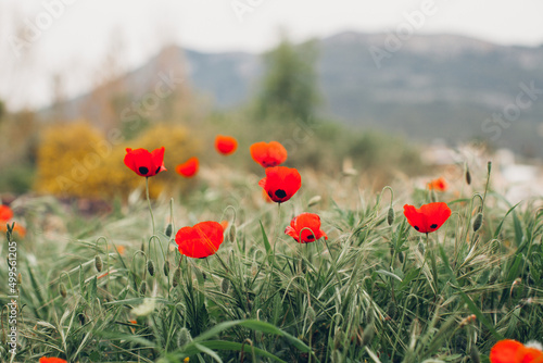 Nature background. Wild red poppies field. Selective focus.