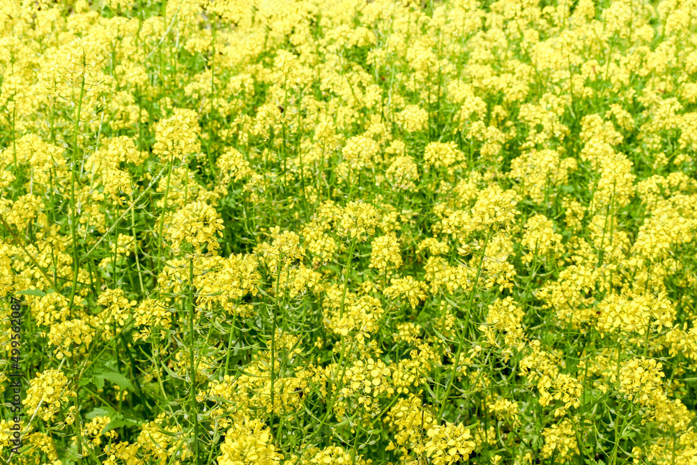 Rape cultivation.Mustard blooms in the field.Natural background of yellow flowers.Selective focus Rape cultivation.Mustard blooms in the field.Natural background of yellow flowers.Selective focus
