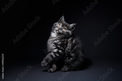 Photography Studio shot of adorable scottish black tabby kitten on dark background