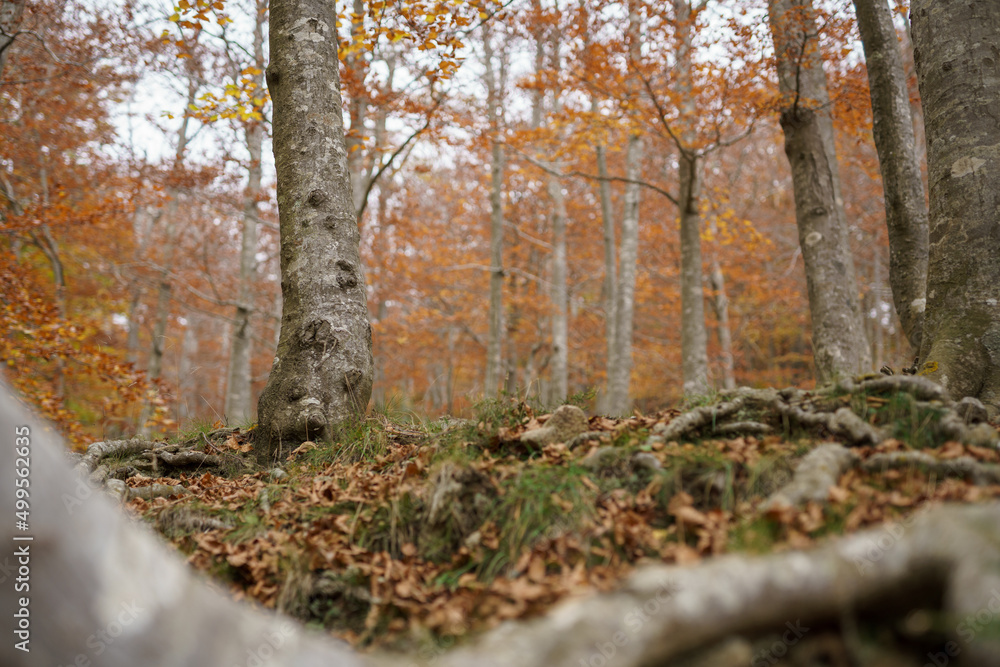 Obraz premium Montseny, Catalunya. November 9, 2021. Autumn colors in the natural environment of Montseny.