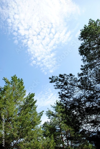 trees in the forest