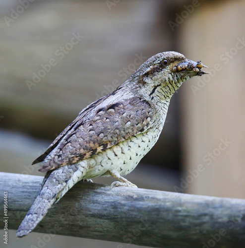Sometimes wryneck nests in artificial nesting boxes