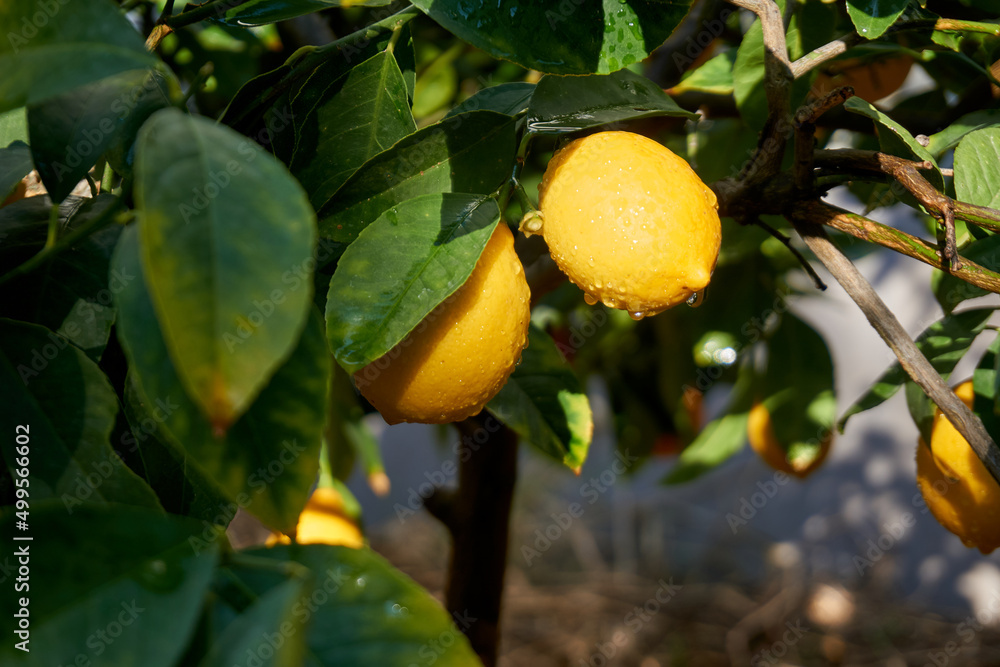 Fresh and organic lemons with green leaves Fresh and organic lemons with green leaves