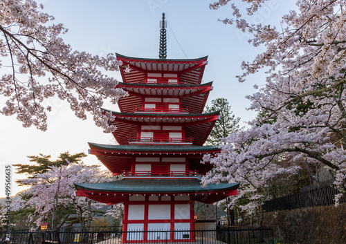 夕方のの新倉山浅間公園の忠霊塔に咲く満開の桜