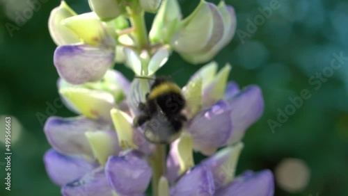 A bumblebee pollinate a flowering lupine and flies away. A bumblebee sits on lupine flowers and collects nectar and pollen. Macro shot with blurred background in slow motion. Close-up and soft focus.
