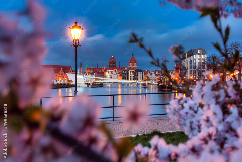 Blooming cherry trees by the Motława River at dawn, Gdańsk. Poland ...