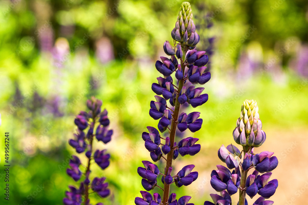 Obraz premium Colorful blue and purple colorful vibrant lupine wildflowers in with bokeh blurred background