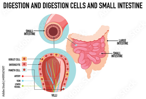 Diagram showing digestion and cells in small intestine