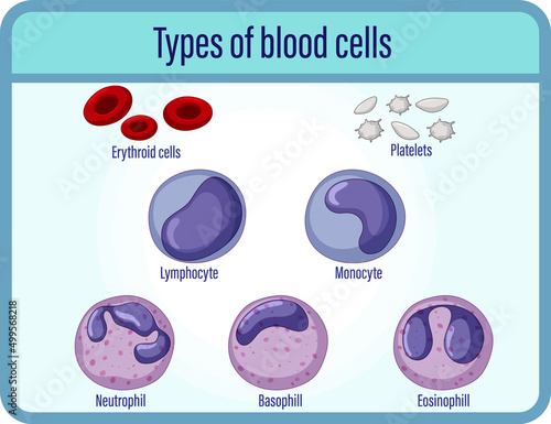 Type of blood cells medical information