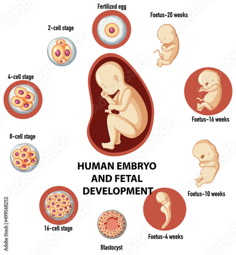 Human embryonic and fertilisation development in human infographic