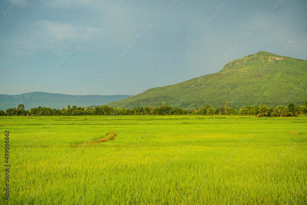 Beautiful green rice fields in Chaiyaphum, Thailand