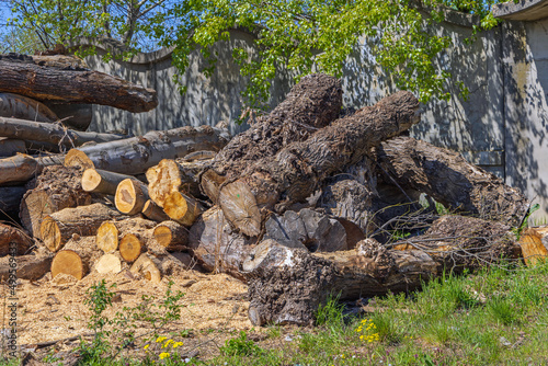Tree Trunks Lumber