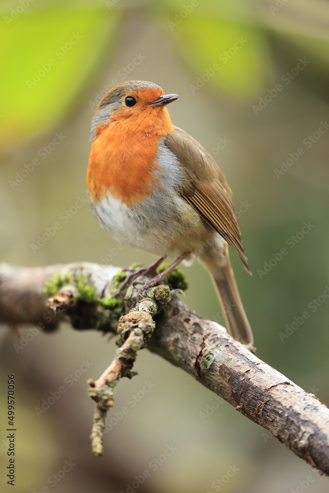robin on a branch robin on a branch