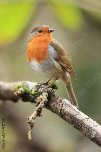 Canvastavla robin on a branch