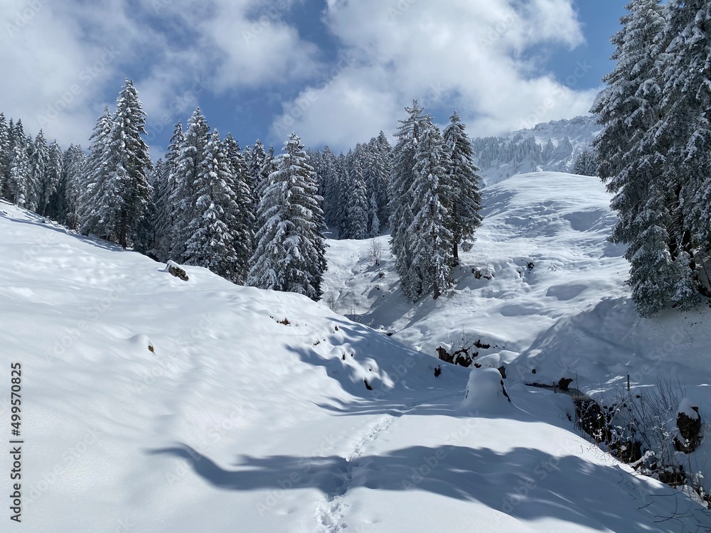 A magical play of sunlight and shadow during the alpine winter on the snowy slopes of the Churfirsten mountain range in the Obertoggenburg region, Nesslau - Switzerland / Schweiz