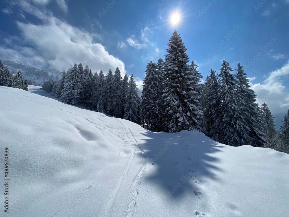 A magical play of sunlight and shadow during the alpine winter on the snowy slopes of the Churfirsten mountain range in the Obertoggenburg region, Nesslau - Switzerland / Schweiz