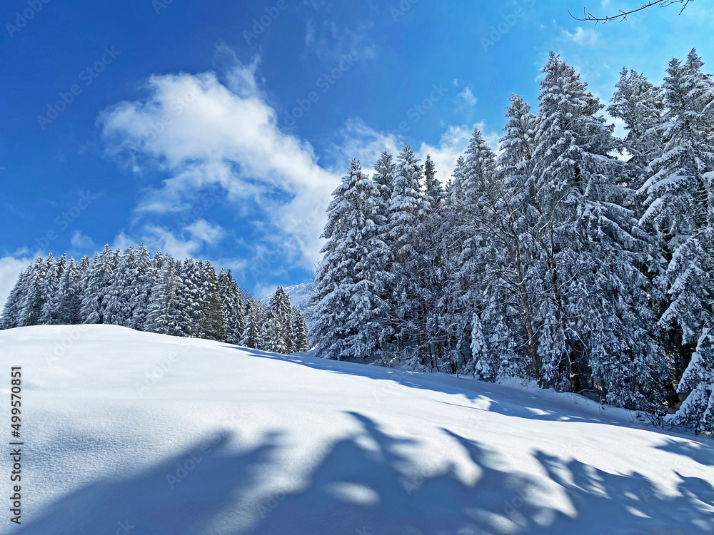 Obraz premium A magical play of sunlight and shadow during the alpine winter on the snowy slopes of the Churfirsten mountain range in the Obertoggenburg region, Nesslau - Switzerland / Schweiz