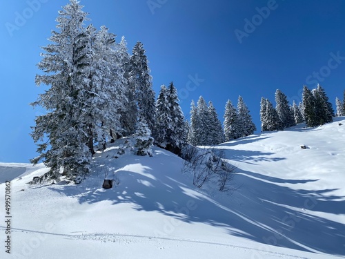 A magical play of sunlight and shadow during the alpine winter on the snowy slopes of the Churfirsten mountain range in the Obertoggenburg region, Nesslau - Switzerland / Schweiz