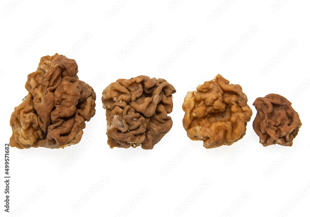 spring mushrooms on white background spring mushrooms on white background