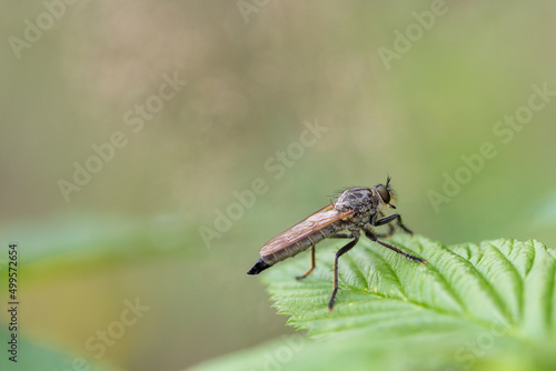 Wallpaper Mural Łowik polujący na zielonym liściu Torontodigital.ca