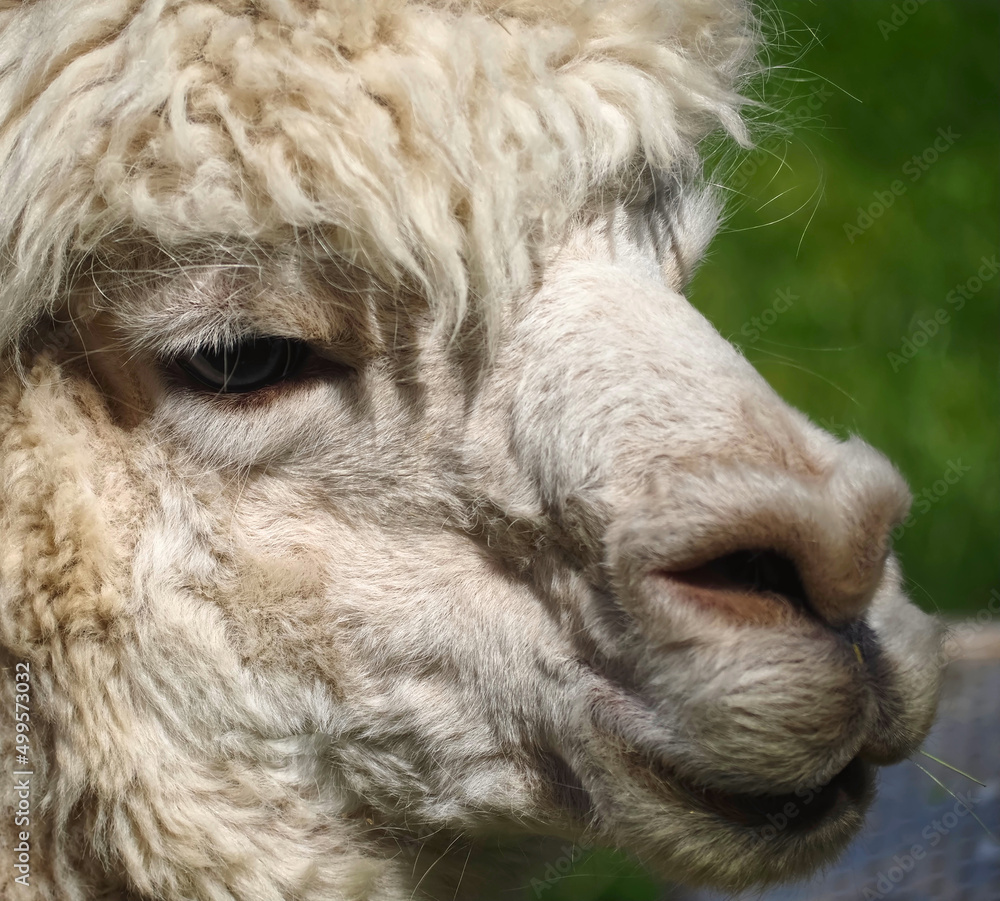 Portrait of a fluffy Alpaca with white wool Portrait of a fluffy Alpaca with white wool
