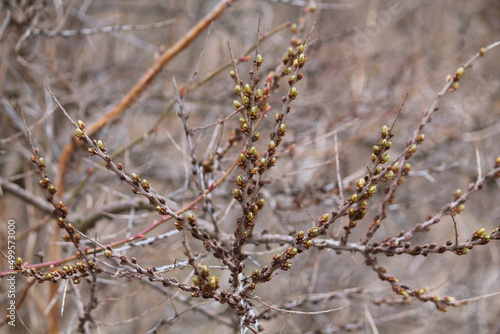 Sea-buckthorn branches with flower buds and young leaves in spring © kazakovmaksim
