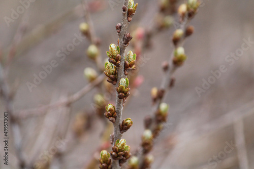 Sea-buckthorn branch with flower buds and young leaves in spring