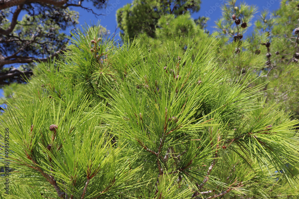 Pine branch with bright green needles and young cones, close-up Pine branch with bright green needles and young cones, close-up