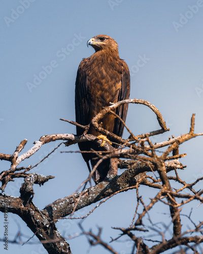 Majestic eagle on a tree branch looking for his prey, in serengeti national park, Tanzania