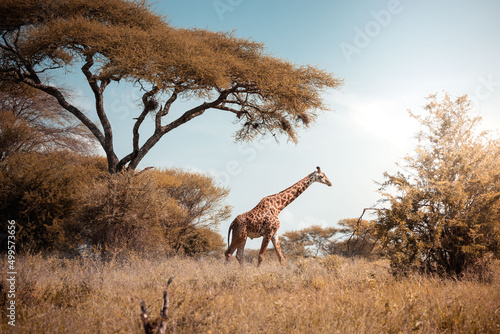Canvas Print Giraffe walking in the savannah during a sunny day, in Tarangire National Park r