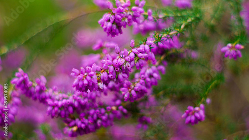 Fleurs de bruyère sauvages, au bord d'un chemin de forêt