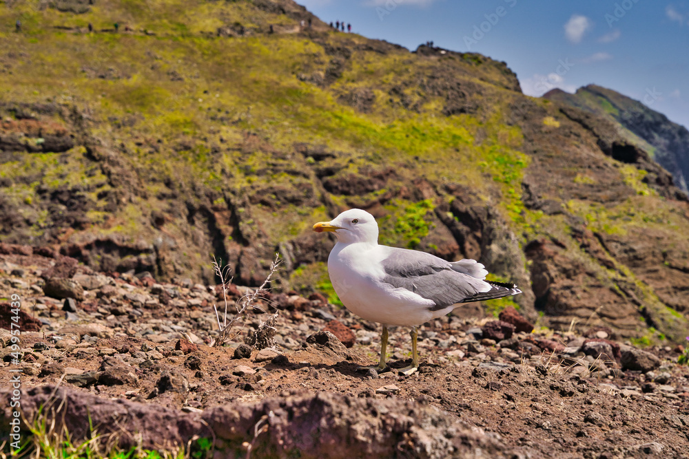 A Seagull at Ponta de Sao Lourenco, Madeira,Portugal. Beautiful scenic mountain view of green landscape,cliffs and Atlantic Ocean. A Seagull at Ponta de Sao Lourenco, Madeira,Portugal. Beautiful scenic mountain view of green landscape,cliffs and Atlantic Ocean.