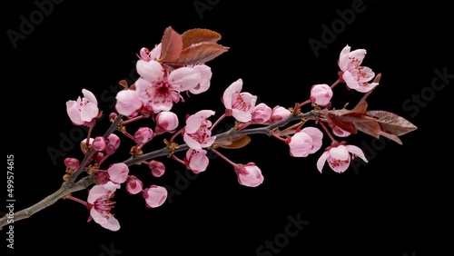 4K Time Lapse of blossoming branch with pink Cherry blossom flowers, springtime. Time-lapse spring tree branch with flowers and buds, isolated on black background.