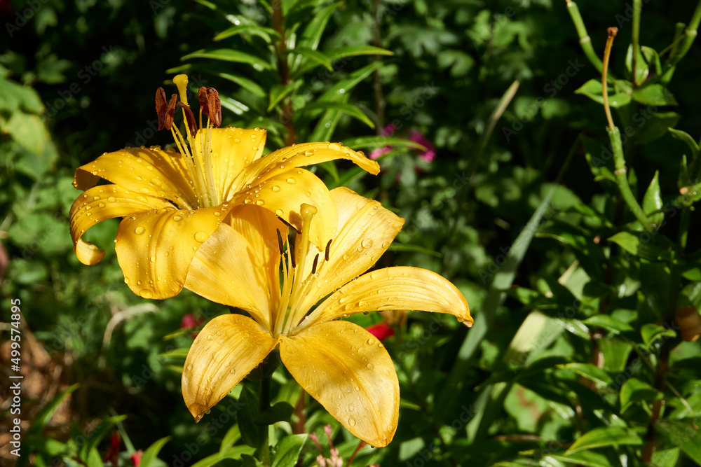 Beautiful lily flower in the garden Beautiful lily flower in the garden