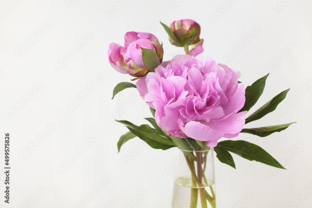 Bouquet of pink peony flowers and buds in a glass vase on white