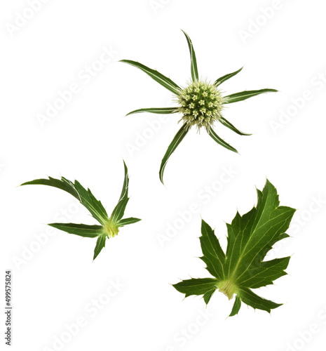 Set of flower and leaves of...