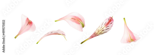 Set of pink alstroemeria pe...