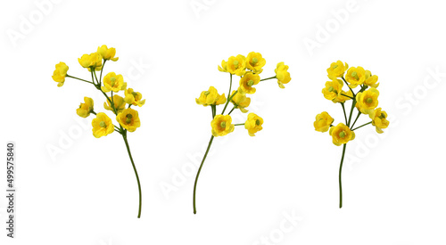 Set of small yellow flowers of berberis thunbergii isolated © Ortis