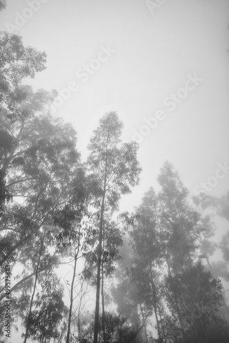 An eucalyptus forest on madeira, very tall green trees, Maderia Island, Portugal
