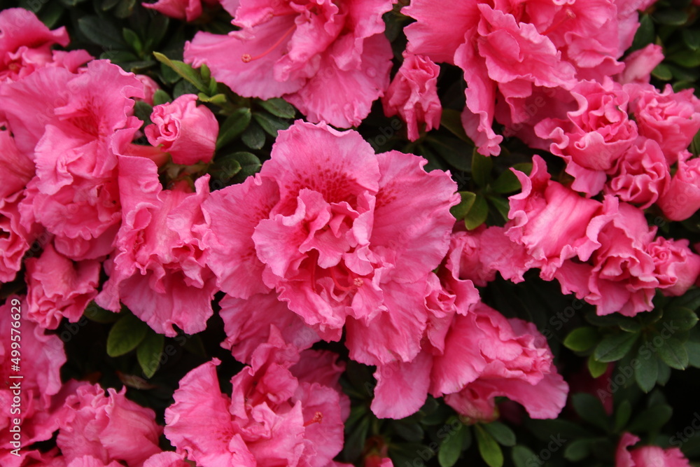 Pink azalea flower Pink azalea flower