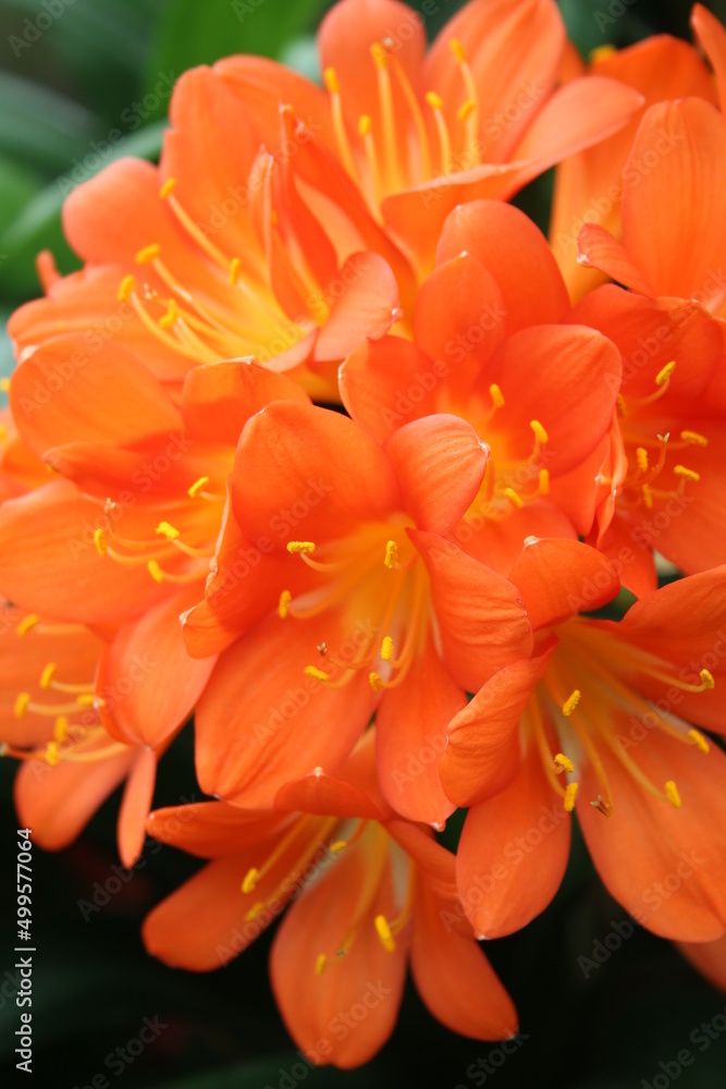 Orange bush lily flower