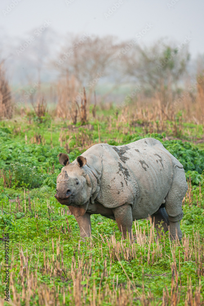 Obraz premium An approaching greater one-horned Rhino in the elephant grass in Kaziranga, India 