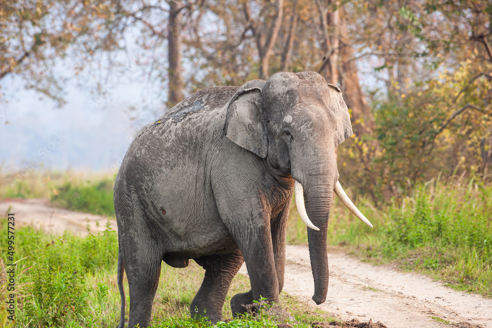 Asiatic Elephant walking through the long grass in Kaziranga National Park, India