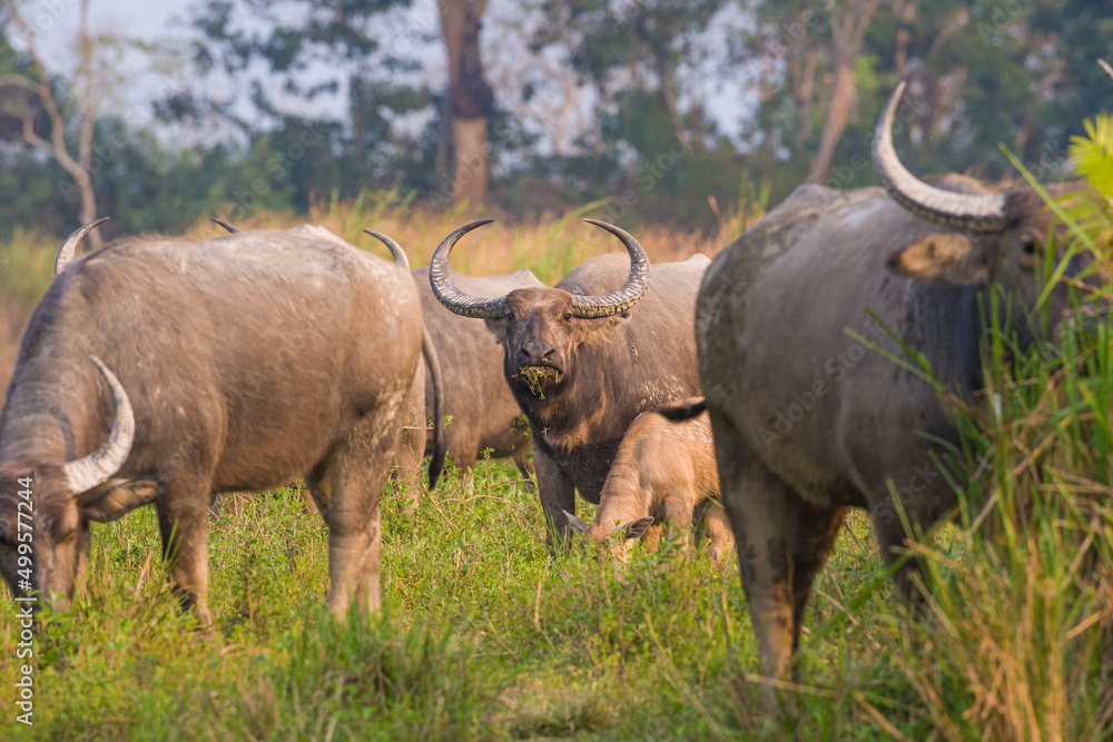 Indian water buffalo herd relaxing in the long grass of Kaziranga National Park