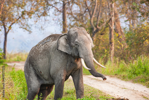 Asiatic Elephant walking through the long grass in Kaziranga National Park  India