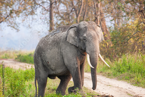 Asiatic Elephant walking through the long grass in Kaziranga National Park  India